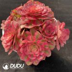 [RTS]Aeonium Qingcheng Clustering - Image 2