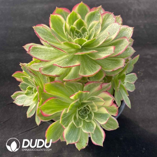 [RTS]Aeonium Colorful lights Clustering - Image 2