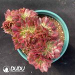 [RTS]Aeonium Red Qingcheng Cristata - Image 2
