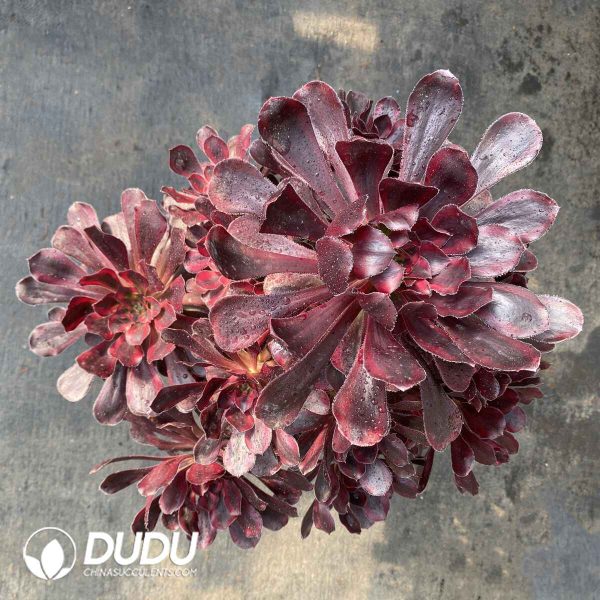 [RTS]Aeonium Lina Clustering - Image 2