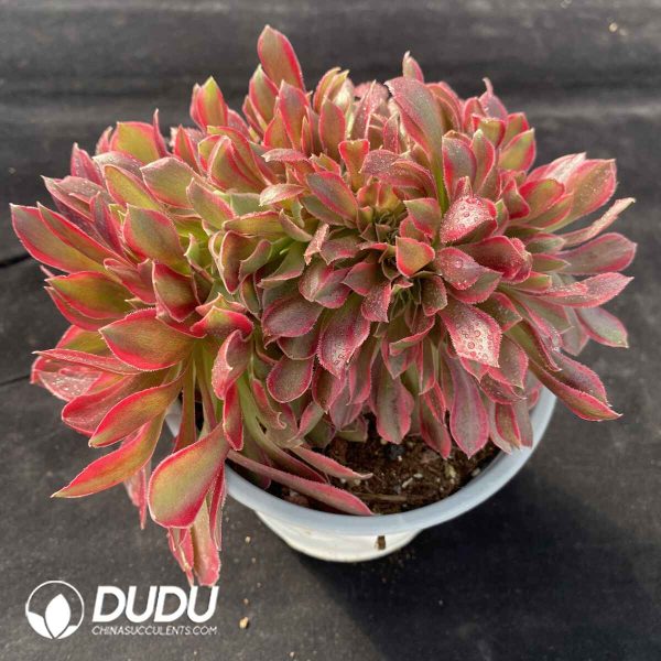 [RTS]Aeonium Pink Witch Cristata - Image 2