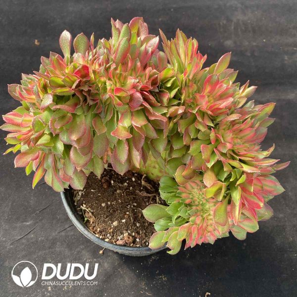[RTS]Aeonium Fragrant Concubine Cherry Blossoms Variegated Cristata - Image 2