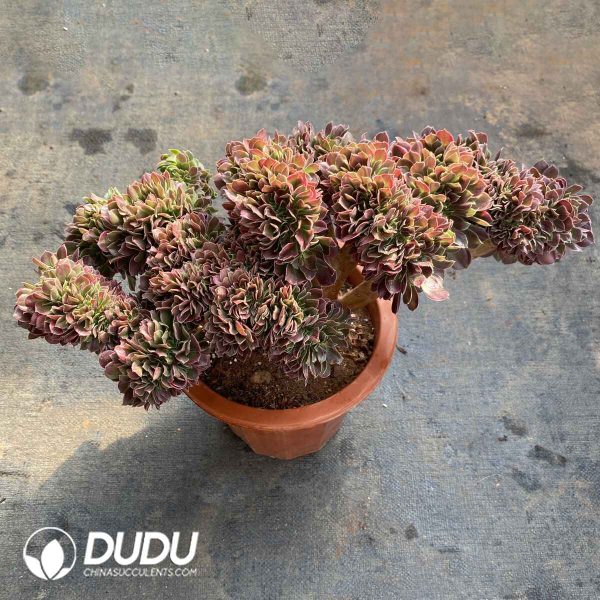 [RTS]Aeonium Fragrant Concubine Cristata - Image 2