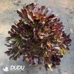 [RTS]Aeonium Round Leaf Drawing Clustering - Image 2
