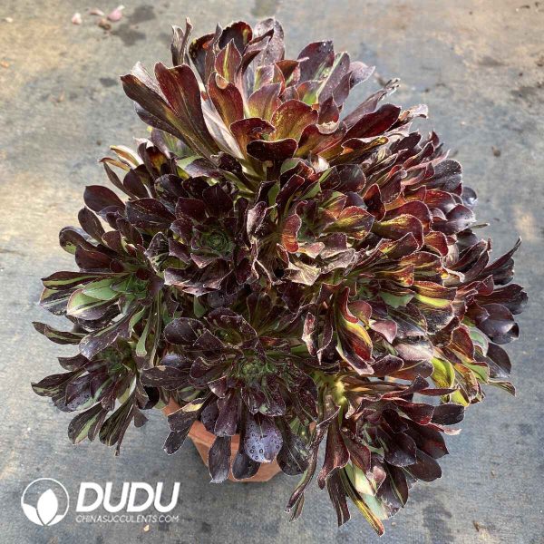 [RTS]Aeonium Round Leaf Drawing Clustering - Image 2