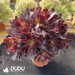 [RTS]Aeonium Love God Clustering - Image 2