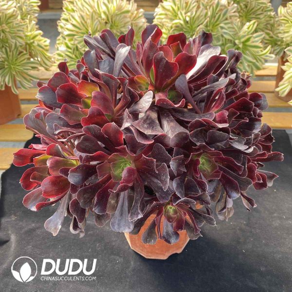 [RTS]Aeonium Love God Clustering - Image 2