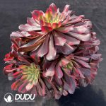 [RTS]Aeonium Fen Yuechan Clustering - Image 2