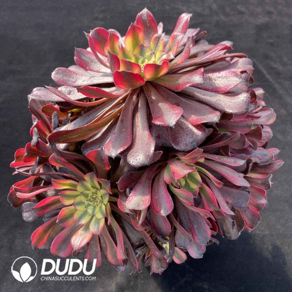 [RTS]Aeonium Fen Yuechan Clustering - Image 2