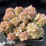 Echeveria Yuji Clustering - Image 2
