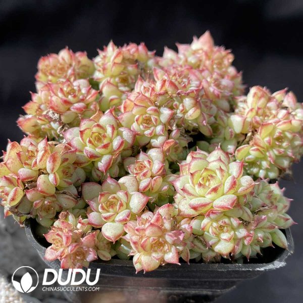 Echeveria Yuji Clustering - Image 2