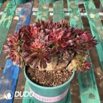 [RTS]Aeonium Fragrant Concubine Cristata - Image 2