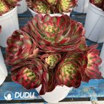 [RTS]Aeonium Good Fortune Clustering - Image 2