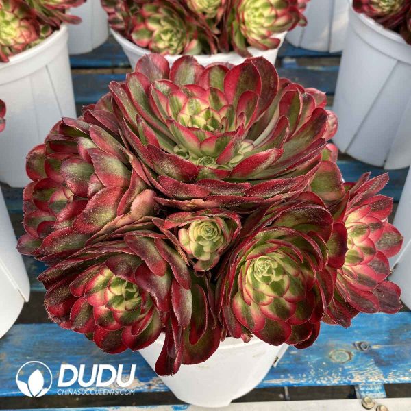 [RTS]Aeonium Good Fortune Clustering - Image 2