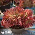 [RTS]Aeonium Showa Cristata - Image 2