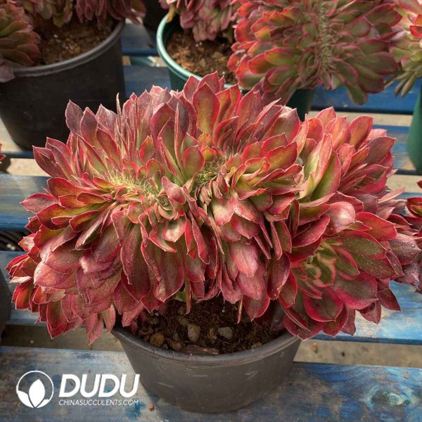 [RTS]Aeonium Showa Cristata - Image 2