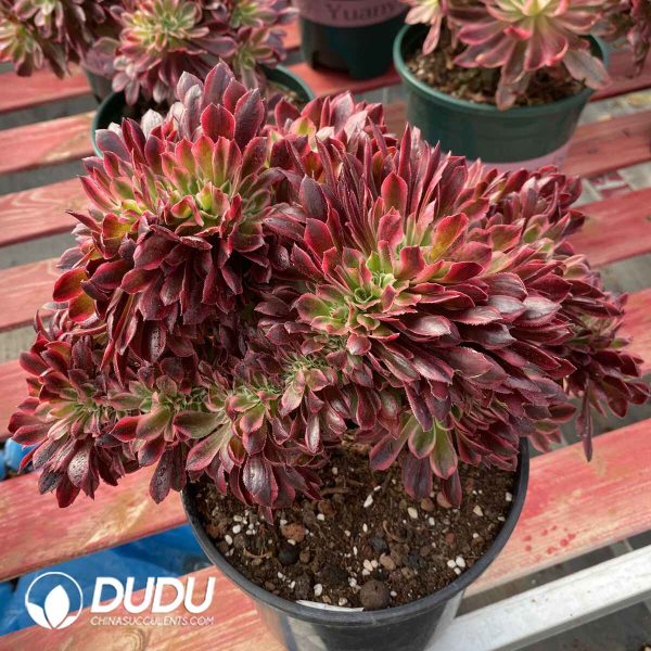 [RTS]Aeonium Sasa Queen Cristata - Image 2