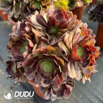 [RTS]Aeonium Banxia Cluster - Image 2