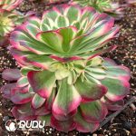 [RTS]Aeonium Crabapple - Image 2