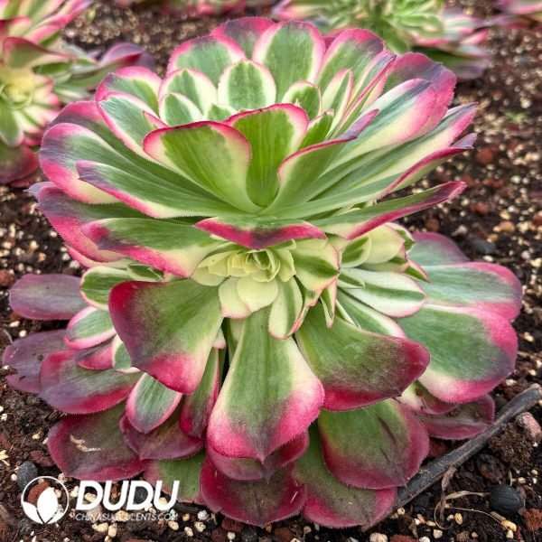 [RTS]Aeonium Crabapple - Image 2