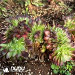 [RTS]Aeonium Black Devil Variegated Cristata - Image 2