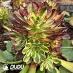 [RTS](Grafted)Aeonium Earl's Prodigy Clustering - Image 2