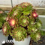 [RTS]Aeonium Peacock Feather Clustering - Image 2