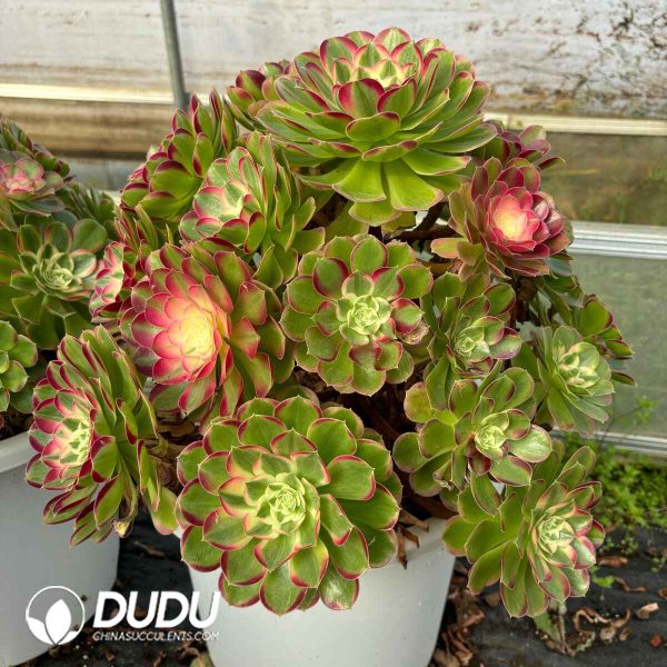 [RTS]Aeonium Peacock Feather Clustering - Image 2