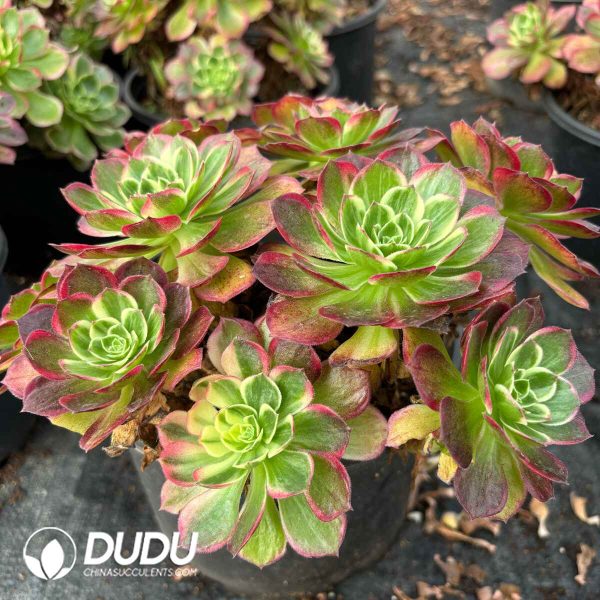 [RTS]Aeonium Yunhe Clustering - Image 2