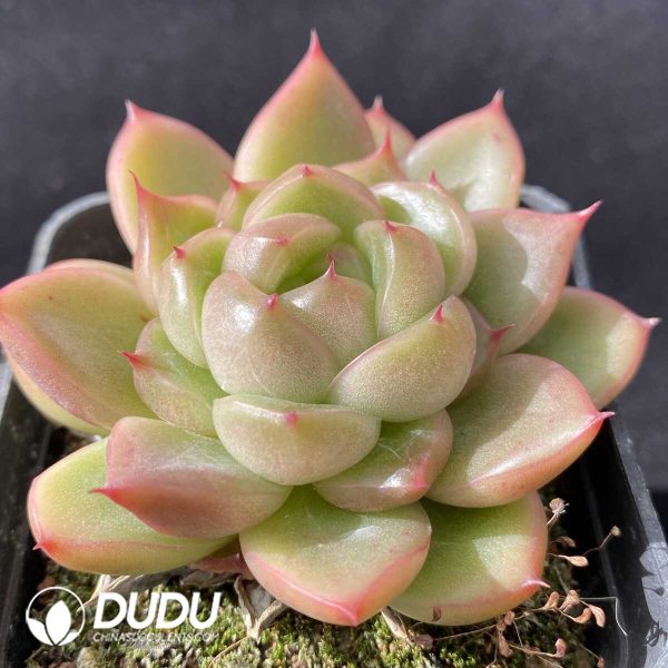 Echeveria Sunny Sky - Image 2