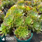[RTS]Aeonium Colorful Lanterns Clustering - Image 2