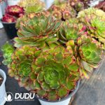 [RTS]Aeonium Colorful Clustering - Image 2