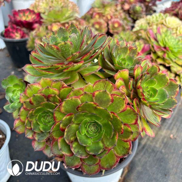 [RTS]Aeonium Colorful Clustering - Image 2