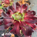 [RTS]Aeonium Red Witch - Image 2
