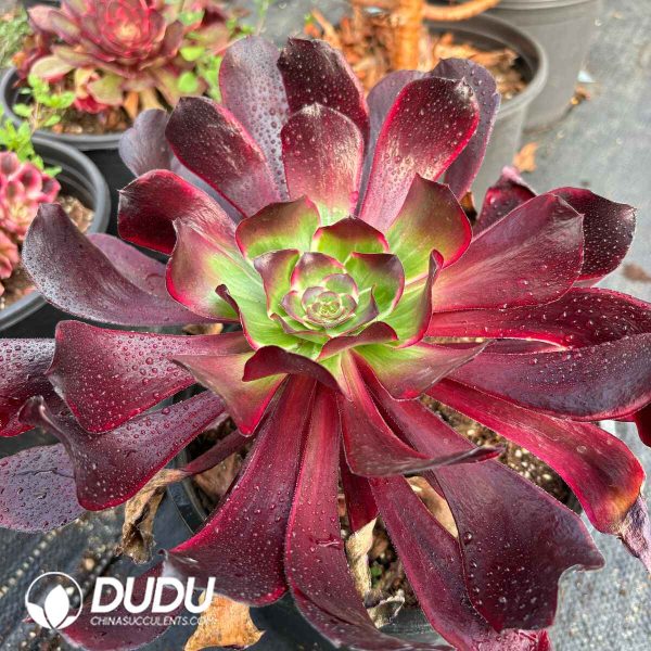 [RTS]Aeonium Red Witch - Image 2