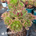 [RTS]Aeonium Xiang Fei Cluster - Image 2