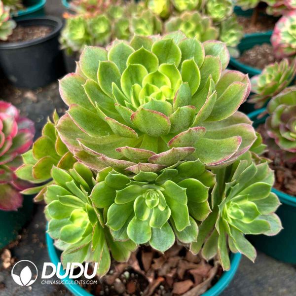 [RTS]Aeonium Neptune Cluster - Image 2
