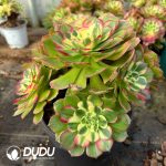 [RTS]Aeonium Sea Fairy Cluster - Image 2
