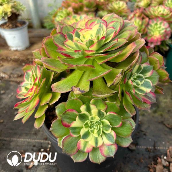 [RTS]Aeonium Sea Fairy Cluster - Image 2