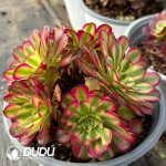 [RTS]Aeonium Pampas Jungle Cluster - Image 2