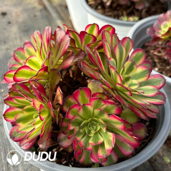 [RTS]Aeonium Pampas Jungle Cluster - Image 2