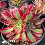 [RTS]Aeonium Pure Heart - Image 2