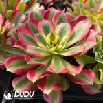 [RTS]Aeonium Pink Girl - Image 2