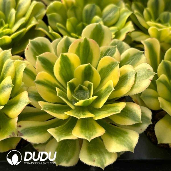 [RTS]Aeonium Maybach - Image 2