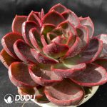 Echeveria Red Light - Image 2