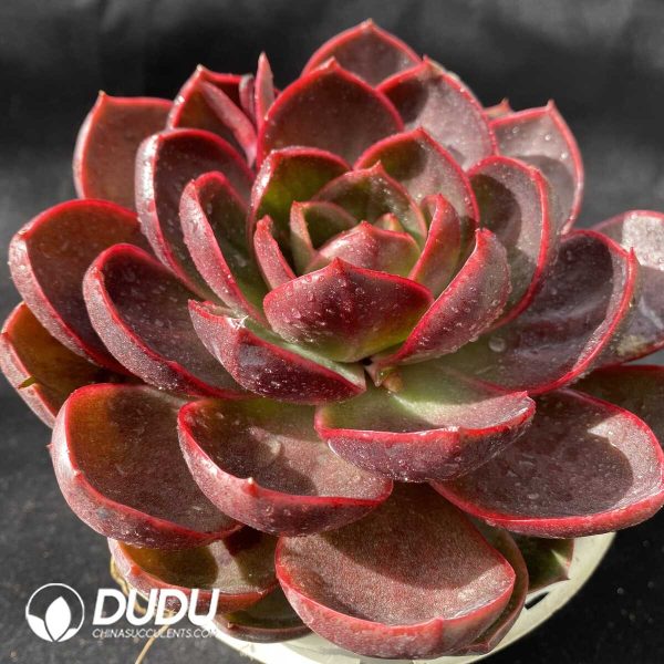 Echeveria Red Light - Image 2
