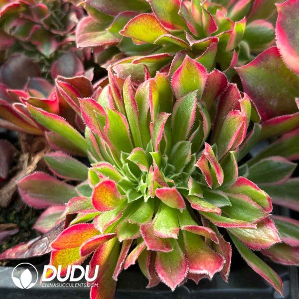 [RTS]Aeonium Goddess Cristata - Image 2