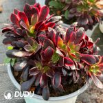 [RTS]Aeonium Ou Jiali Cristata - Image 2