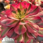[RTS]Aeonium Qingcheng - Image 2