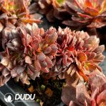 [RTS]Aeonium Black Beauty Cristata - Image 2